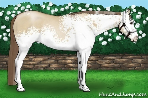 Horse Color:White Spotted Grullo Pearl Sabino Rabicano 