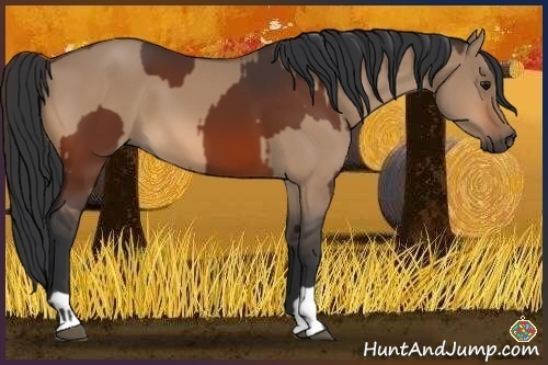 Horse Color:Bay  and Bay Dun 