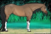 Horse Color:Bay Dun