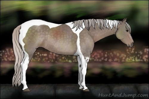 Horse Color:Silver Black Sabino Tobiano Rabicano