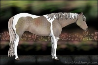 Horse Color:Silver Black Sabino Tobiano Rabicano