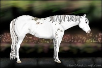 Horse Color:Silver Black Sabino Rabicano 