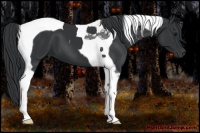 Horse Color:Black Tobiano 