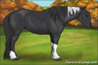 Horse Color:Black Tobiano 