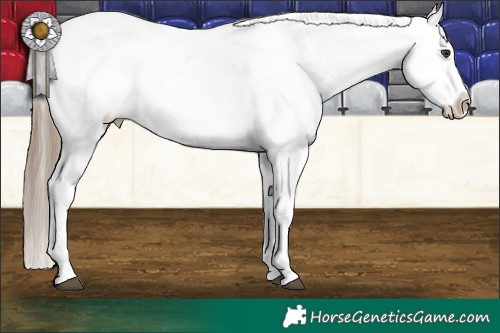 Horse Color:Liver Chestnut Near Leopard