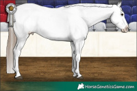 Horse Color:Liver Chestnut Appaloosa 