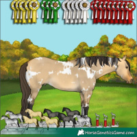 Horse Color:White Spotted Buckskin Dun 