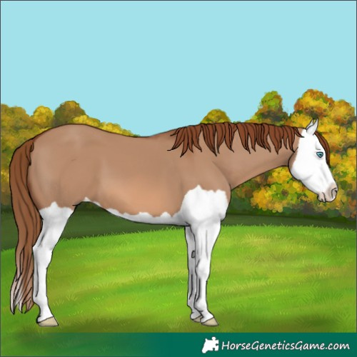 Horse Color:Red Dun Splash 