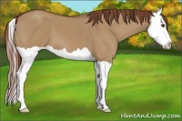 Horse Color:Red Dun Splash 