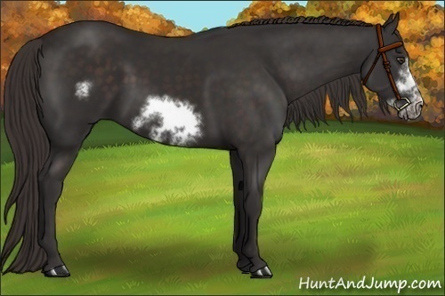 Horse Color:Liver Chestnut Frame 