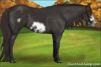 Horse Color:Liver Chestnut Frame