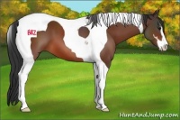 Horse Color:Bay Sabino Tobiano 
