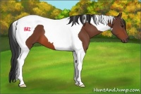 Horse Color:Bay Tobiano 
