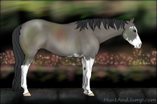 Horse Color:Grullo Sabino