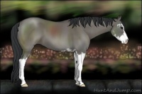 Horse Color:Grullo Sabino