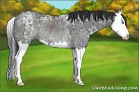 Horse Color:Black Ice Sabino Splash Rabicano 