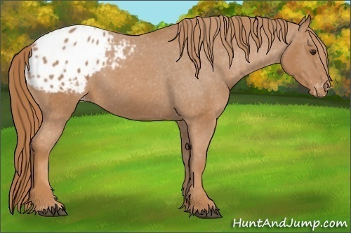 Horse Color:Chestnut Appaloosa 