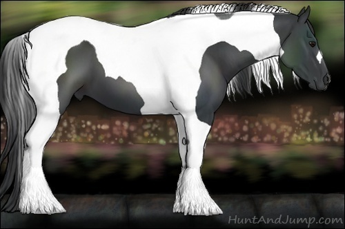 Horse Color:Black Tobiano 