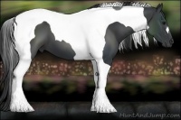 Horse Color:Black Tobiano 