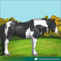 Horse Color:Black Tobiano 