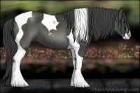 Horse Color:Smoky Black Sabino Tobiano