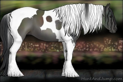 Horse Color:Black Tobiano 