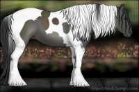 Horse Color:Black Tobiano 