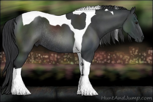 Horse Color:Black Tobiano Rabicano 