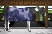 Horse Color:Black Sabino Tobiano Rabicano 