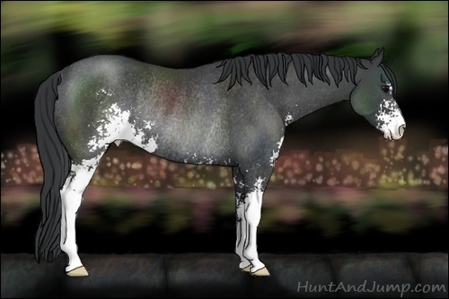 Horse Color:Black Sabino Rabicano 