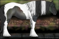 Horse Color:Black Tobiano 