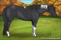 Horse Color:Black Tobiano 