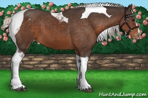 Horse Color:Silver Brown Sabino Tobiano Appaloosa 