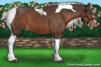 Horse Color:Silver Brown Sabino Tobiano Appaloosa 
