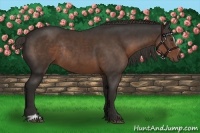 Horse Color:Liver Chestnut Sabino Rabicano 