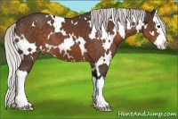 Horse Color:White Spotted Silver Brown Sabino Splash Varnish 