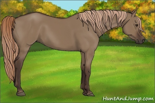 Horse Color:Liver Red Dun 