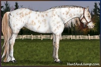 Horse Color:Gold Champagne Appaloosa  and Gold Champagne Splash Appaloosa 