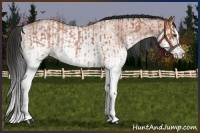 Horse Color:White Spotted Bay Roan Splash  and White Spotted Bay Roan Splash 