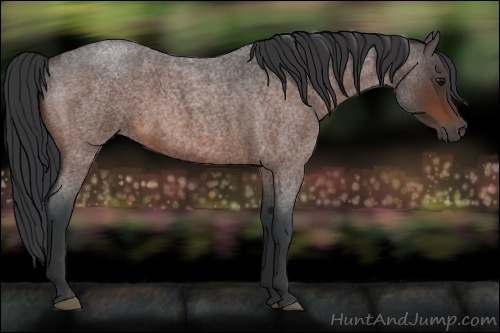 Horse Color:Brown Roan 
