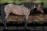 Horse Color:Brown Roan
