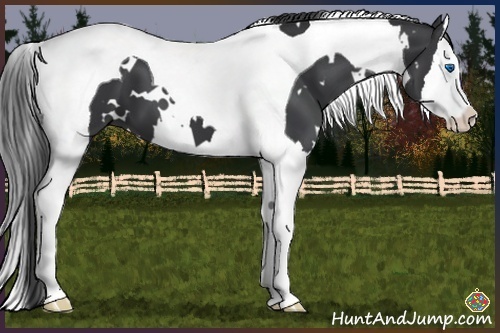 Horse Color:White Spotted Black Splash Tobiano 