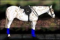 Horse Color:White Spotted Buckskin Appaloosa 
