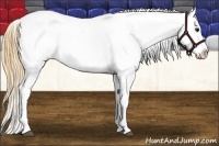 Horse Color:Smoky Grullo Appaloosa 