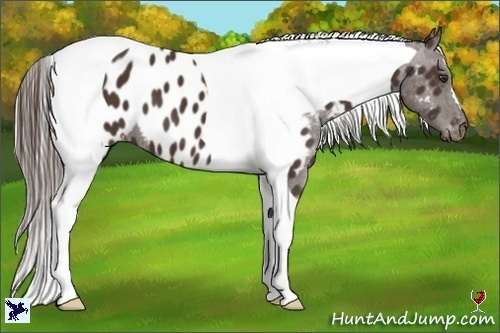 Horse Color:Liver Chestnut Tobiano Appaloosa 