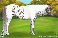 Horse Color:Liver Chestnut Tobiano Near Leopard