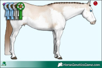 Horse Color:White Spotted Liver Red Dun Pearl Splash 