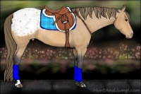 Horse Color:Buckskin Blanket 