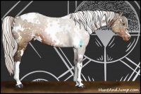 Horse Color:White Spotted Silver Brown Appaloosa 