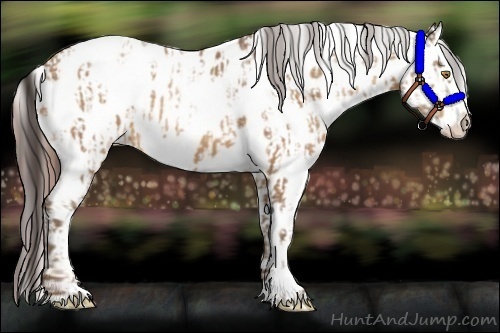 Horse Color:Sable Champagne Appaloosa  and Amber Champagne Appaloosa 